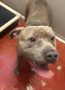 Johnny Bravo -  Pit Bull Terrier Dog for Adoption in Mason City, Iowa - Johnny Bravo | PetCurious