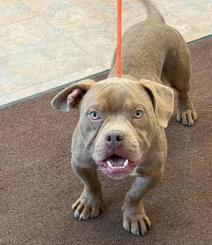 Bingo Bango -  American Bulldog Dog for Adoption in Sedalia, Colorado - Bingo Bango | PetCurious
