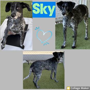 Rescue Bluetick Coonhound Dogs for Adoption in Clearfield, Pennsylvania - Sky | PetCurious