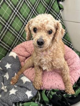 Poodle Dogs Available for Adoption in Pacolet, South Carolina - Wren Mar 26 | PetCurious