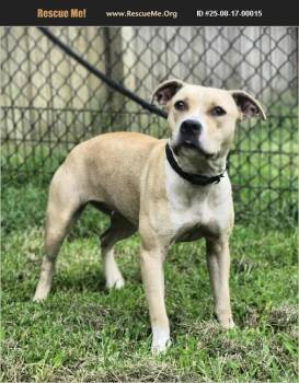 Rescue Pit Bull Terrier Dogs for Adoption in Benton, Pennsylvania - Anais | PetCurious
