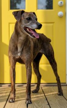 Hound Dogs Available for Adoption in Franklin, Tennessee - OLIVE | PetCurious