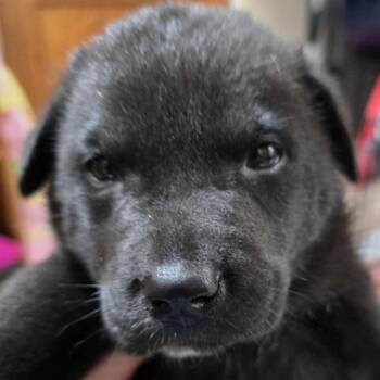 Norman -  German Shepherd Dog and Mixed Breed Dog for Adoption in Minneapolis, Minnesota - Norman | PetCurious