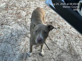HERSHEY -  Pit Bull Terrier Dog for Adoption in Ocala, Florida - HERSHEY | PetCurious