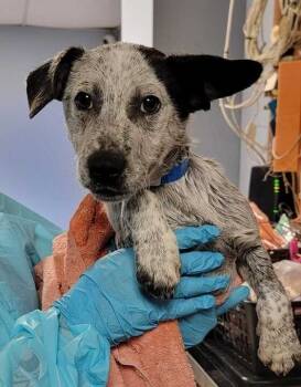 Rescue Mixed Breed Dogs for Adoption in Chillicothe, Ohio - Redneck | PetCurious