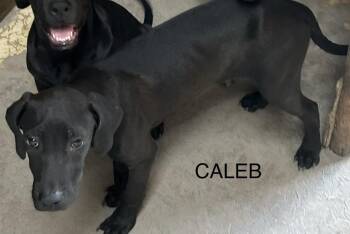 Caleb - Sarah -  American Bulldog Dog for Adoption in Lakeland, Florida - Caleb - Sarah | PetCurious
