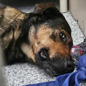 Guy -  German Shepherd Dog and Mixed Breed Dog for Adoption in Taos, New Mexico - Guy | PetCurious