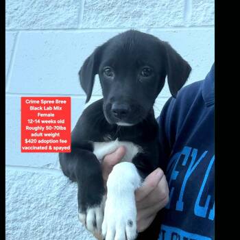 Crime Spree Bree -  Black Labrador Retriever Dog for Adoption in Oviedo, Florida - Crime Spree Bree | PetCurious