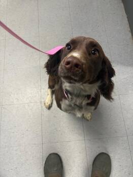 Mason -  English Springer Spaniel Dog for Adoption in Elizabethtown, North Carolina - Mason | PetCurious
