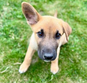 Rhino (Safari litter) -  German Shepherd Dog and Great Pyrenees Dog for Adoption in Silvana, Washington - Rhino (Safari Litter) | PetCurious