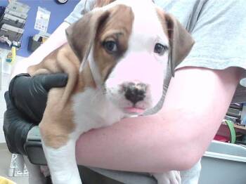 HYUDAI SONATA -  Boxer and Mixed Breed Dog for Adoption in Omaha, Nebraska - HYUDAI SONATA | PetCurious