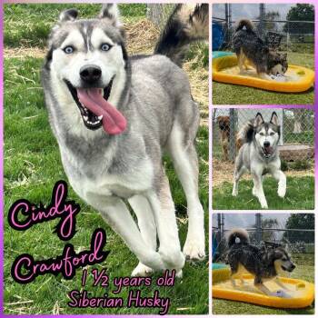 Husky Dogs Available for Adoption in Franklin, Indiana - Cindy Crawford | PetCurious