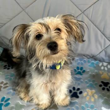 Barley (Benefactor Puppy) -  Yorkshire Terrier and Maltese Dog Available for Adoption in New Orleans, Louisiana - Barley (Benefactor Puppy) | PetCurious