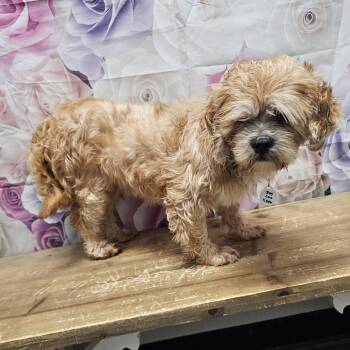 Lhasa Apso Dogs Available for Adoption - Aiden | PetCurious
