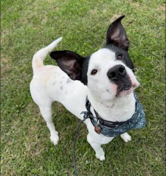 Rescue American Staffordshire Terrier Dogs for Adoption in Jefferson, Louisiana - Crush | PetCurious