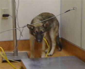 TOPEKA -  German Shepherd Dog Dog for Adoption in Sacramento, California - TOPEKA | PetCurious