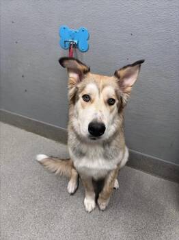 JUNIOR -  Belgian Shepherd Malinois and Husky Dog for Adoption in Las Vegas, Nevada - JUNIOR | PetCurious