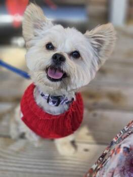 Yorkshire Terrier Dogs Available for Adoption - Kid Rock | PetCurious
