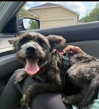 Rescue Miniature Schnauzer Dogs for Adoption in Spring, Texas - Jack | PetCurious