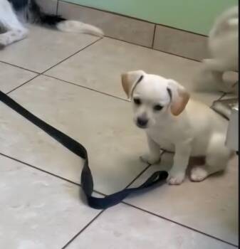 Dachshund Dogs Available for Adoption in Plano, Texas - Nala | PetCurious