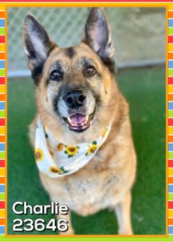 CHARLIE -  German Shepherd Dog Dog for Adoption in Marietta, Georgia - CHARLIE | PetCurious