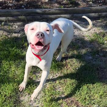 Snow White -  Terrier Dog for Adoption in Tampa, Florida - Snow White | PetCurious