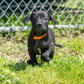 Mixed Breed Dogs Available for Adoption in Wilmington, Delaware - Honey Bun | PetCurious