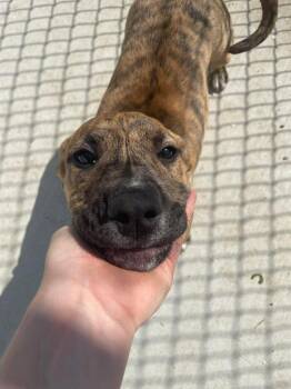 Mixed Breed Dogs Available for Adoption in Kalamazoo, Michigan - Ted | PetCurious