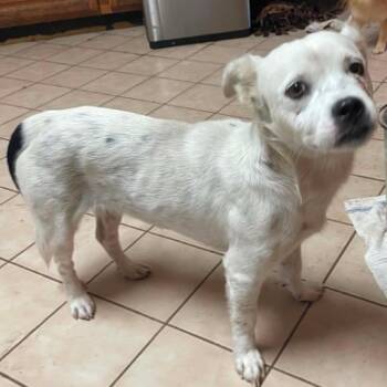 June -  Terrier Dog for Adoption in Calverton, New York - June | PetCurious