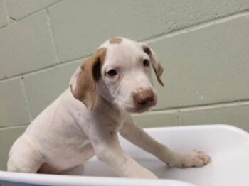 LOADED MAC -  Pit Bull Terrier and Mixed Breed Dog for Adoption in Tulsa, Oklahoma - LOADED MAC | PetCurious