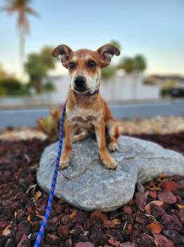 Australian Cattle Dog Blue Heeler and Mixed Breed Dogs Available for Adoption - Aramis | PetCurious