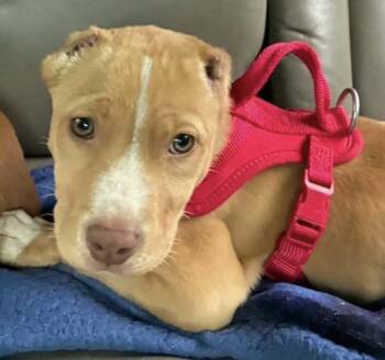 Pit Bull Terrier Dogs Available for Adoption in Grand Bay, Alabama - Tavi | PetCurious