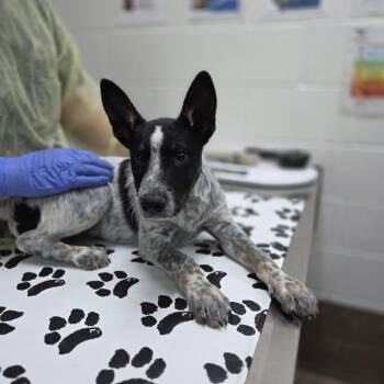 Buddha -  Australian Cattle Dog Blue Heeler and Australian Kelpie Dog for Adoption in Incline Village, Nevada - Buddha | PetCurious