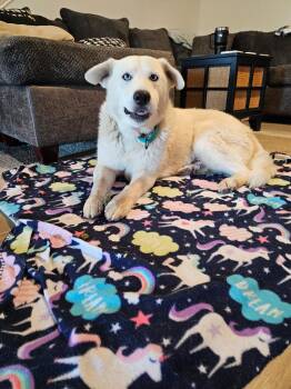 Pierce -  Shepherd and Husky Dog for Adoption in Pflugerville, Texas - Pierce | PetCurious