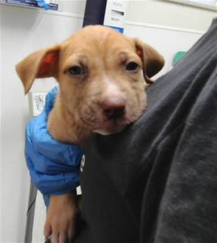 YOPPY -  German Shepherd Dog and Mixed Breed Dog for Adoption in Albuquerque, New Mexico - YOPPY | PetCurious
