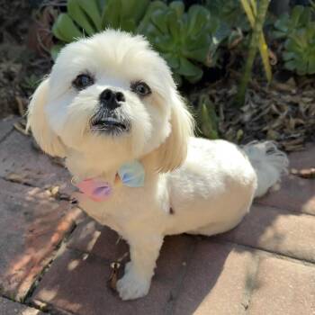 Mixed Breed Dogs Available for Adoption in San Diego, California - Mattie | PetCurious