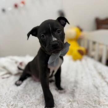 Ranger Journey -  Pit Bull Terrier and Labrador Retriever Dog for Adoption in Friendswood, Texas - Ranger Journey | PetCurious