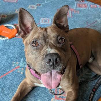 Connor -  Pit Bull Terrier and Mixed Breed Dog for Adoption in Fredericksburg, Virginia - Connor | PetCurious