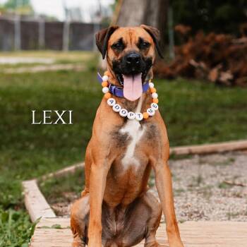 Lexi -  Boxer and Rhodesian Ridgeback Dog for Adoption in Oak Ridge, Tennessee - Lexi | PetCurious