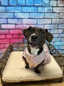 Mixed Breed Dogs Available for Adoption in Dorr, Michigan - Ruby | PetCurious