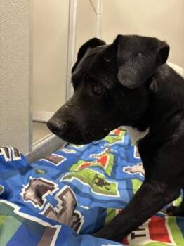 Bram -  Pit Bull Terrier and Mixed Breed Dog for Adoption in Fresno, California - Bram | PetCurious