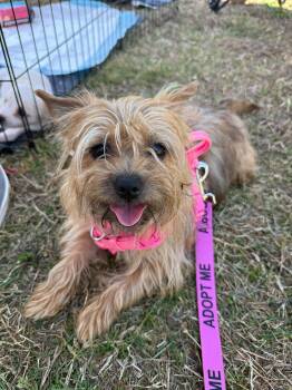 Yorkshire Terrier and Cairn Terrier Dogs Available for Adoption - Spazzy 2026-135 | PetCurious