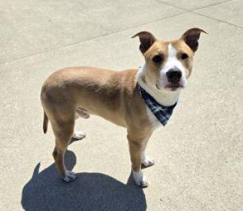 Pit Bull Terrier Dogs Available for Adoption - Chop | PetCurious