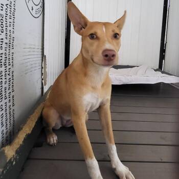 Scootaloo -  Mixed Breed Dog for Adoption in Lake Panasoffkee, Florida - Scootaloo | PetCurious