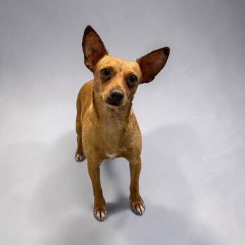 Chihuahua Dogs Available for Adoption in Williston, Vermont - Bug | PetCurious