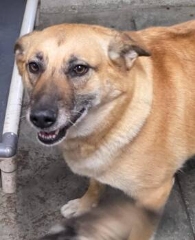 Blossom -  German Shepherd Dog Dog for Adoption in Gold Beach, Oregon - Blossom | PetCurious