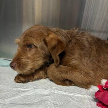 Poodle and Mixed Breed Dogs Available for Adoption in Stormville, New York - CT Fiat | PetCurious