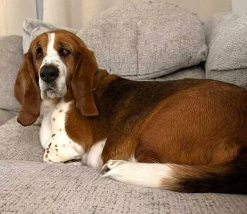LUCY - ADOPTION PENDING! -  Basset Hound Dog for Adoption in Hamilton, New Jersey - LUCY - ADOPTION PENDING! | PetCurious
