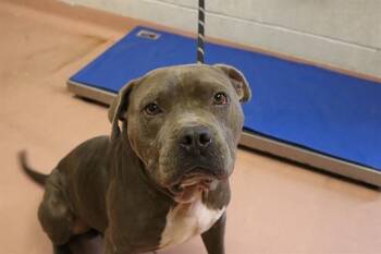 Rescue Mixed Breed Dogs for Adoption in Columbia, South Carolina - BOSS | PetCurious