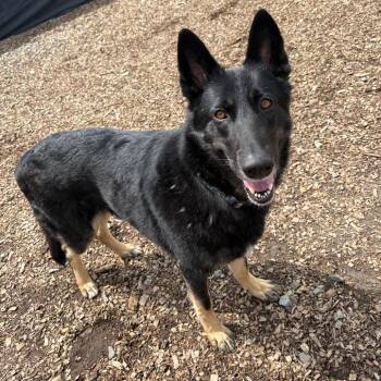 Raven *My Adoption is Pending!* -  German Shepherd Dog Dog for Adoption in Wappingers Falls, New York - Raven *My Adoption Is Pending!* | PetCurious